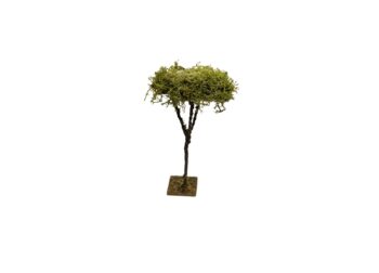 Albero in lichene piccolo